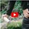 Lokkemiddel med epleduft thumbnail