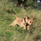 AKAH NaturVital® Tørkede Kuører thumbnail